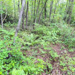 Photo #18 of Off Fox Lane, Wagram, NC 0.8 acres
