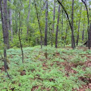 Photo #7 of Off Fox Lane, Wagram, NC 0.8 acres