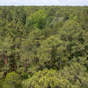 Photo #9 of Off Fox Lane, Wagram, NC 0.8 acres