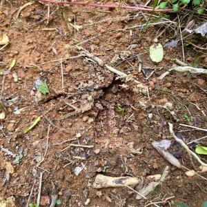 Photo #33 of Off Jeters Chapel Rd, Vinton, VA 150.8 acres