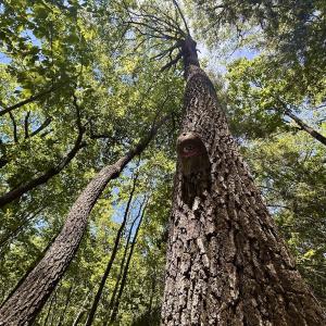 Photo #9 of Off Jeters Chapel Rd, Vinton, VA 150.8 acres