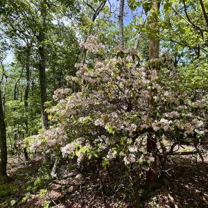 Photo #49 of Off Jeters Chapel Rd, Vinton, VA 150.8 acres