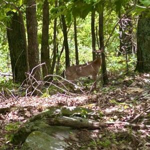 Photo #57 of Off Jeters Chapel Rd, Vinton, VA 150.8 acres