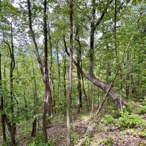 Photo #58 of Off Jeters Chapel Rd, Vinton, VA 150.8 acres