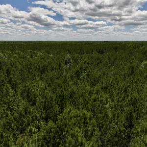 Photo #11 of Off Woodridge Road, Enfield, NC 27.9 acres