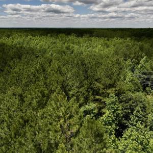 Photo #12 of Off Woodridge Road, Enfield, NC 27.9 acres