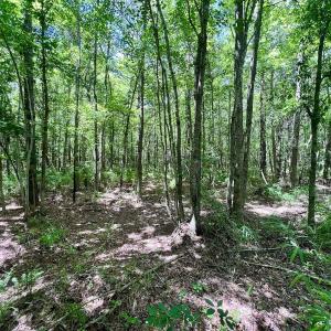 Photo #19 of Off Woodridge Road, Enfield, NC 27.9 acres