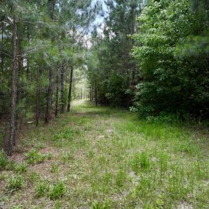 Photo #20 of Off Woodridge Road, Enfield, NC 27.9 acres