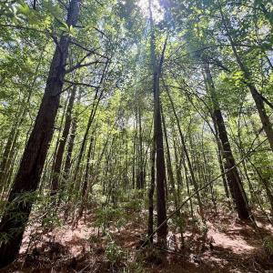 Photo #21 of Off Woodridge Road, Enfield, NC 27.9 acres
