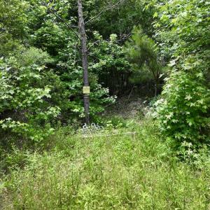 Photo #22 of Off Woodridge Road, Enfield, NC 27.9 acres
