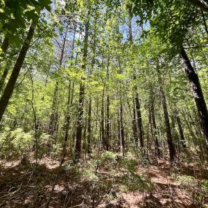 Photo #23 of Off Woodridge Road, Enfield, NC 27.9 acres