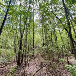 Photo #26 of Off Woodridge Road, Enfield, NC 27.9 acres