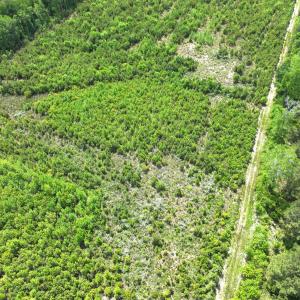 Photo #15 of Off Chance Blvd, Robersonville, NC 34.4 acres