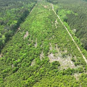 Photo #5 of Off Chance Blvd, Robersonville, NC 34.4 acres