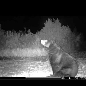 Photo #27 of Off Chance Blvd, Robersonville, NC 34.4 acres