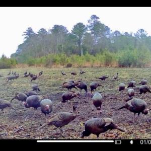 Photo #28 of Off Chance Blvd, Robersonville, NC 34.4 acres