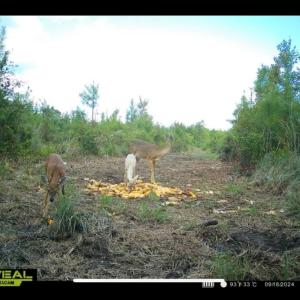 Photo #29 of Off Chance Blvd, Robersonville, NC 34.4 acres