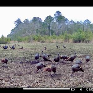 Photo #30 of Off Chance Blvd, Robersonville, NC 34.4 acres