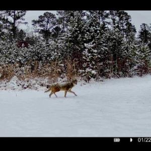 Photo #31 of Off Chance Blvd, Robersonville, NC 34.4 acres