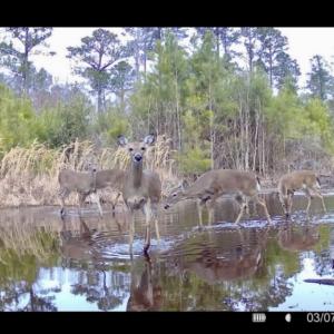 Photo #32 of Off Chance Blvd, Robersonville, NC 34.4 acres