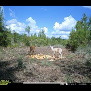 Photo #33 of Off Chance Blvd, Robersonville, NC 34.4 acres