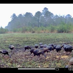 Photo #34 of Off Chance Blvd, Robersonville, NC 34.4 acres