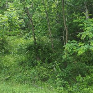 Photo #3 of Off Ravens Ridge, Lot H, Pearisburg, VA 34.3 acres