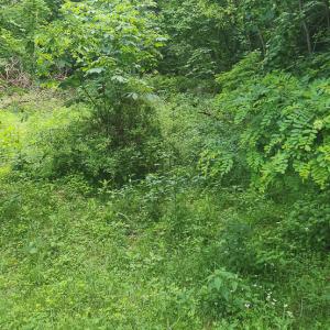 Photo #4 of Off Ravens Ridge, Lot H, Pearisburg, VA 34.3 acres