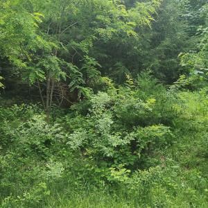 Photo #5 of Off Ravens Ridge, Lot H, Pearisburg, VA 34.3 acres