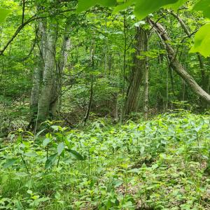 Photo #6 of Off Ravens Ridge, Lot H, Pearisburg, VA 34.3 acres