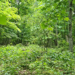 Photo #7 of Off Ravens Ridge, Lot H, Pearisburg, VA 34.3 acres