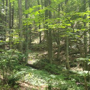 Photo #8 of Off Ravens Ridge, Lot H, Pearisburg, VA 34.3 acres