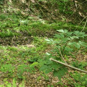 Photo #10 of Off Ravens Ridge, Lot H, Pearisburg, VA 34.3 acres