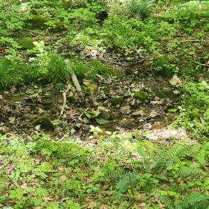 Photo #11 of Off Ravens Ridge, Lot H, Pearisburg, VA 34.3 acres