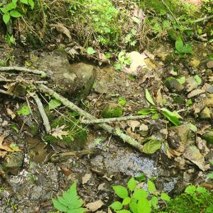 Photo #12 of Off Ravens Ridge, Lot H, Pearisburg, VA 34.3 acres