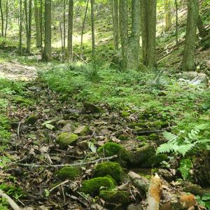 Photo #13 of Off Ravens Ridge, Lot H, Pearisburg, VA 34.3 acres