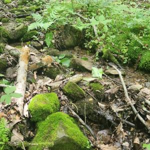 Photo #14 of Off Ravens Ridge, Lot H, Pearisburg, VA 34.3 acres