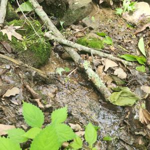 Photo #15 of Off Ravens Ridge, Lot H, Pearisburg, VA 34.3 acres