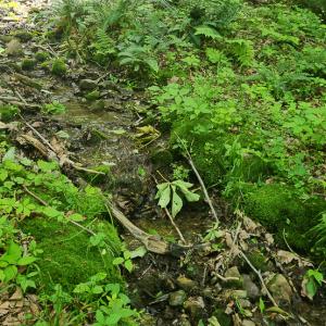 Photo #16 of Off Ravens Ridge, Lot H, Pearisburg, VA 34.3 acres