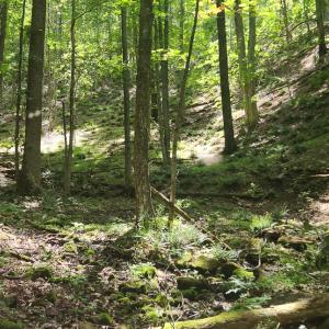 Photo #17 of Off Ravens Ridge, Lot H, Pearisburg, VA 34.3 acres