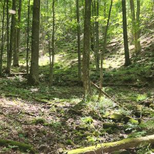 Photo #18 of Off Ravens Ridge, Lot H, Pearisburg, VA 34.3 acres