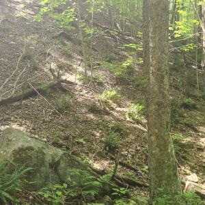 Photo #19 of Off Ravens Ridge, Lot H, Pearisburg, VA 34.3 acres