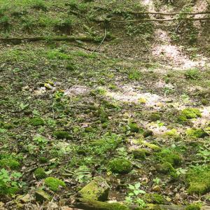 Photo #20 of Off Ravens Ridge, Lot H, Pearisburg, VA 34.3 acres