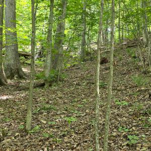 Photo #24 of Off Ravens Ridge, Lot H, Pearisburg, VA 34.3 acres