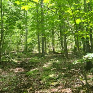 Photo #26 of Off Ravens Ridge, Lot H, Pearisburg, VA 34.3 acres