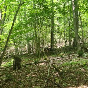 Photo #27 of Off Ravens Ridge, Lot H, Pearisburg, VA 34.3 acres