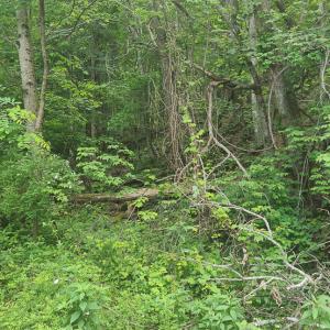 Photo #28 of Off Ravens Ridge, Lot H, Pearisburg, VA 34.3 acres