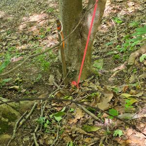 Photo #29 of Off Ravens Ridge, Lot H, Pearisburg, VA 34.3 acres