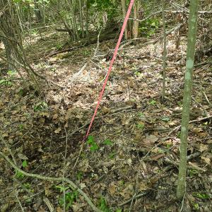 Photo #31 of Off Ravens Ridge, Lot H, Pearisburg, VA 34.3 acres