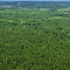 Photo #9 of Off Wayside Ln, Bunnlevel, NC 25.5 acres